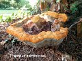 Phaeolus schweinitzii-amf1549